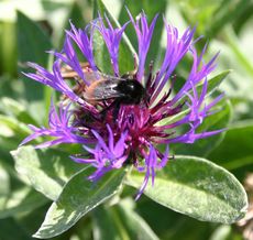 Berg-Flockenblume-Steinhummel.jpg